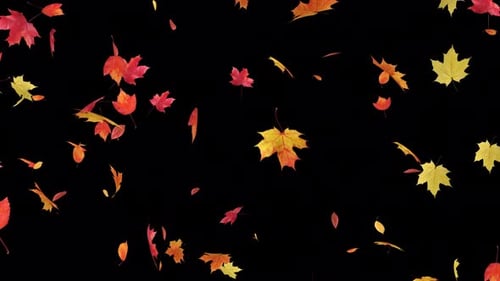 Les feuilles d'érable ralentissent leur explosion 4K