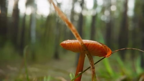 Orange Mushroom Stands Near Dry Blade of Grass in Forest