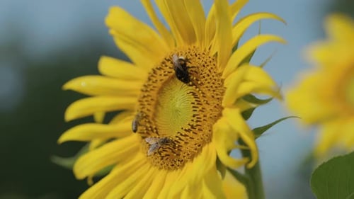 Bees Collect Pollen on Vibrant Yellow Sunflowers