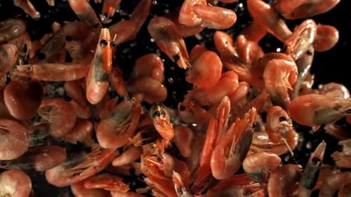 The Shrimp Fly Up and Fall Down Filmed on a Highspeed Camera at 1000 Fps