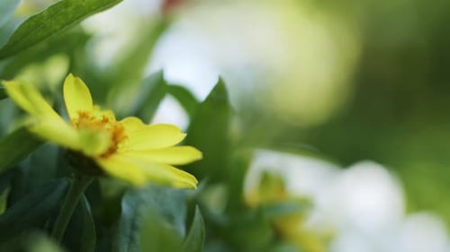 A full bloom yellow flower soaks up the spring time sunshine in a forest.