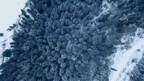 Aerial Footage of Winter Fir Tree Forest in the Mountains View From Above of Pine Trees Covered with