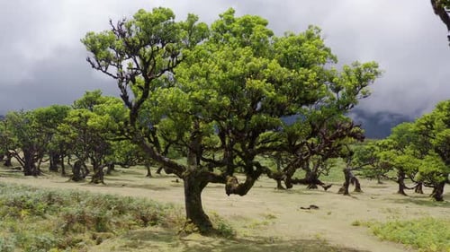 Aerial view of the forest fanal in Madeira