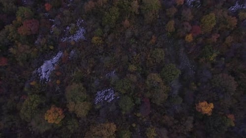 Bunter Bergwald von oben