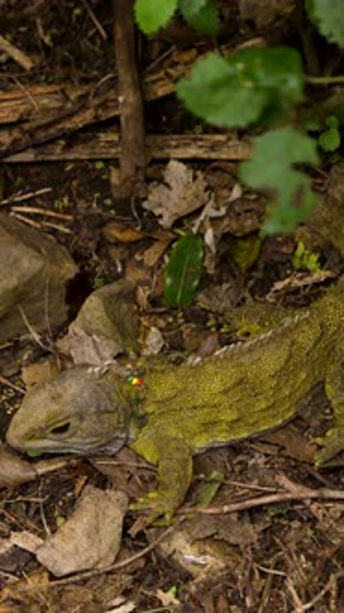 Tuatara antique reposant sur le sol de la forêt
