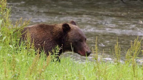 Brown Bear Standing by River in Green Wilderness