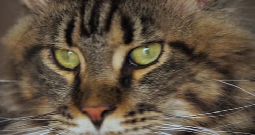 Portrait of one Maine coon cat.