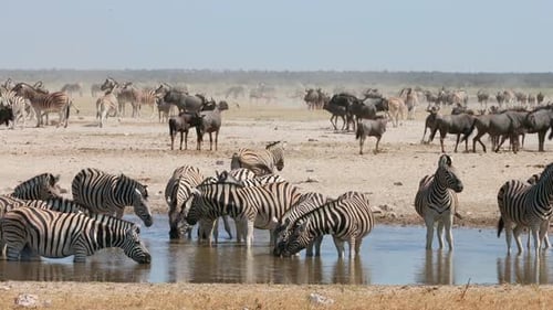 African Wildlife At A Waterhole, Etosha National Park