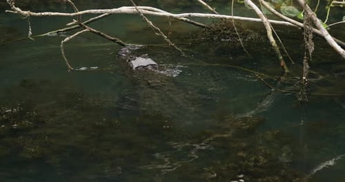 Wild Crocodile Blending Into The Environment