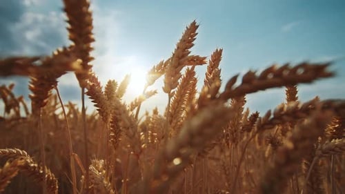Shot of Dry Wheat Field Agriculture Landscape Closeup of Organic Golden Ripe Wheat Agricultural