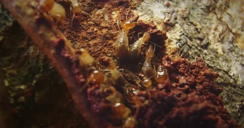 Colonie de termites construisant un nid avec de la terre et de la boue. Construire un tunnel pour se cacher