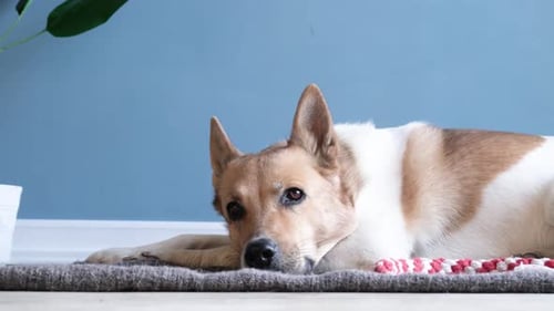 Content Dog Relaxing on Floor at Home