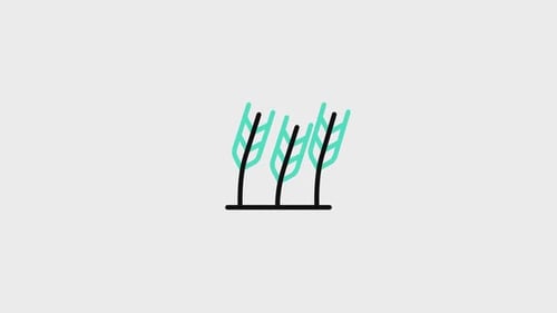 Flat Design Wheat Stalks Growing Animation