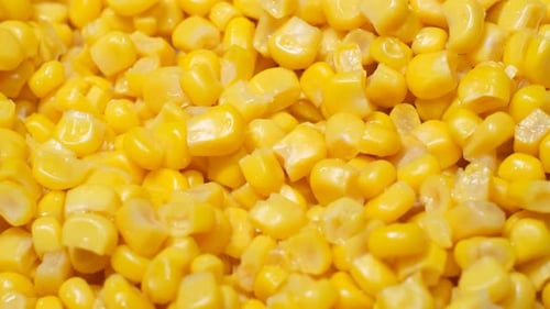 Closeup of Juicy Corn in Motion