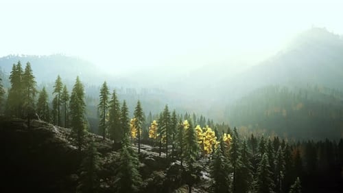 A Dense Forest on Top of a Majestic Mountain