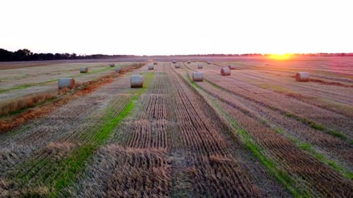 Hay Bales in Harvested Field at Sunset