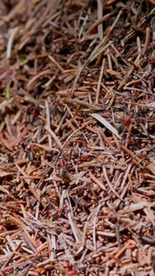 Ants in a Large Anthill