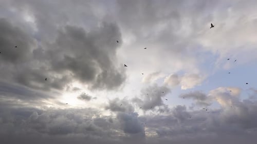 Birds Flying in Overcast Sky Loop Animation