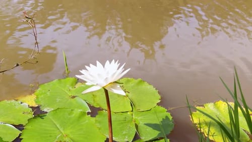 White Water Lily Blooming Above Cluster of Green Lily Pads Floating on Muddy Brown Pond, Bright