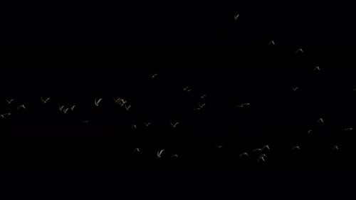 3d realistic birds flying
