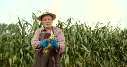 Senior Man Collecting Corn in the Field in Autumn