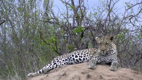 Leopard Relaxing on Mound in Natural Habitat