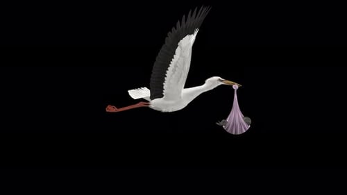 Stork Bird Bringing Newborn Baby - Dark Skin - Flying Loop - Side Close Up View - Alpha Channel