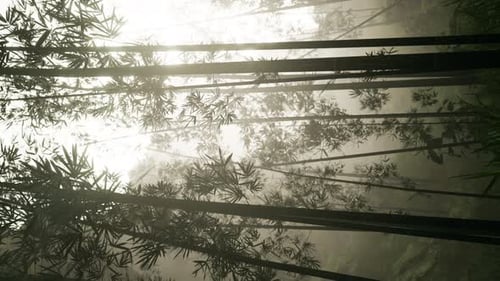 Moving Through a Misty Bamboo Forest with Sun Rays