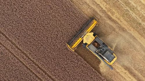 Combine Harvesting Wheat Field Aerial Birds Eye View