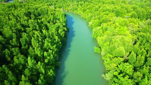 Drone is flying over the green mangrove forest