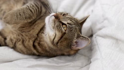 Brown Tabby Cat Resting on a White Blanket