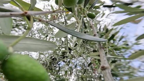 Green Olives Grow on the Tree