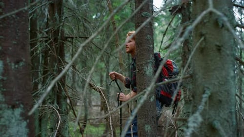 Male Tourist Hiking In Fairytale Forest. Redhead Man Walking Between Green Trees In Summer. Hands...