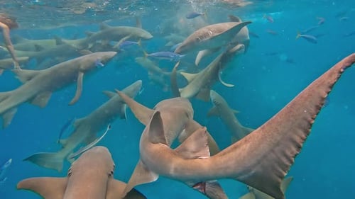 Swimming with Nurse Sharks in Tropical Sea School of Fish and Sharks Underwater