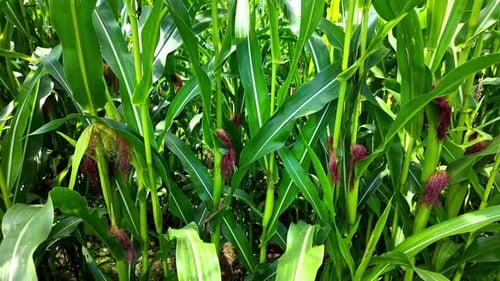 Slowly approaching rows of young corn crop field foliage on rural organic farmland