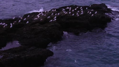 Seagulls sitting on a rock by the Icelandic seashore around the roaring Atlantic sea, just before a