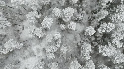 Drone Flies Over the Snowy Pine Forest