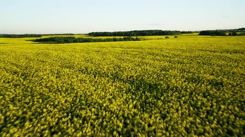 Flying Over a Rapeseed Field at Sunset