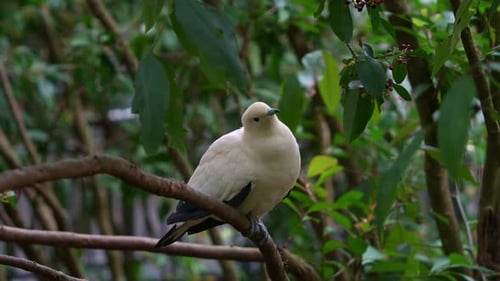 Alertan a una paloma imperial común (Ducula bicolor) salvaje, encaramada en la rama de un árbol en su hábitat natural