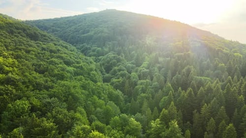 Aerial View of Green Pine Forest with Dark Spruce Trees Covering Mountain Hills