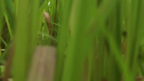 du point de vue, entrez de près dans l'herbe verte.