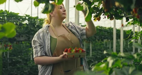A Woman Picks Ripe Strawberries in a Greenhouse During Summer Placing Them in a Basket Among the