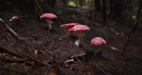 Group of Red Toadstool Mushrooms in a Dark Forest Setting Macro Nature Shot with a Focus on the