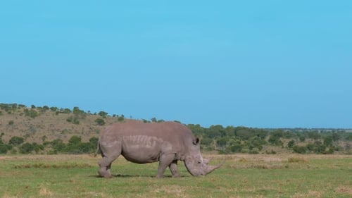um enorme rinoceronte branco se alimentando de grama na savana africana. foto em close-up