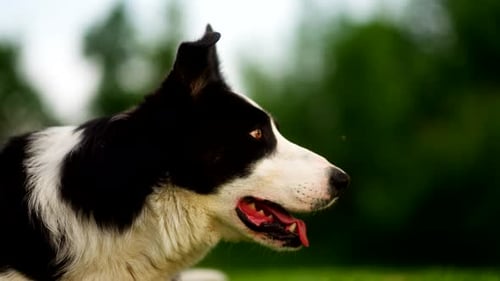 Intelligent alert herding dog, obedient working canine, sheep dog close-up