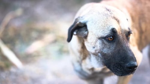 Tan Canine Sniffs Along Dry Ground
