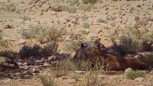 Lion in Kgalagadi transfrontier park, South Africa