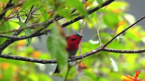 Leuchtend roter Vogel thront auf einem Ast, umgeben von üppigem Grün