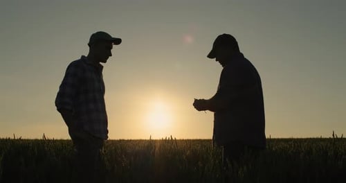 Handshake of Two Male Hands of Farmers Against the Background of a Wheat Field Where the Sun Sets
