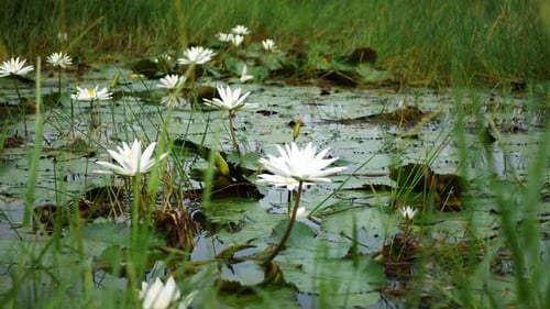 White Water Lilies Blooming in a Tropical Pond